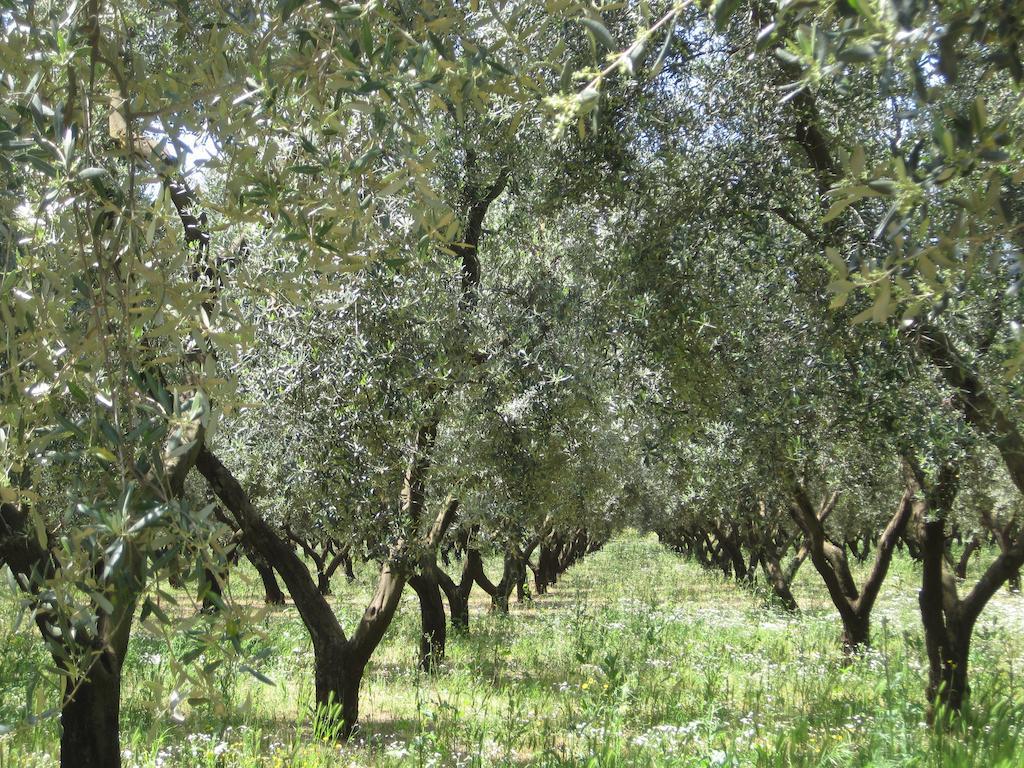 Terreamare Agriturismo 切萨雷奥港 外观 照片